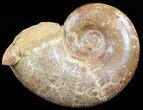 Wide Polished Jurassic Ammonite Fossil - Madagascar #59729-1